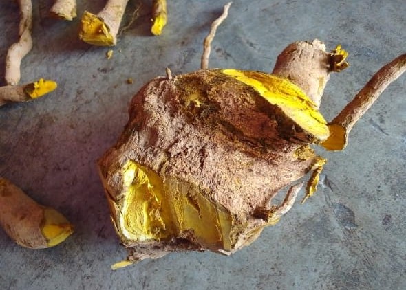 Berberine-bearing Berberis root, field-collected in Solukhumbu