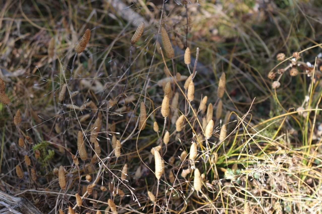 Club moss (Lycopodium) in dried seasonal stage, documented in Solukhumbu