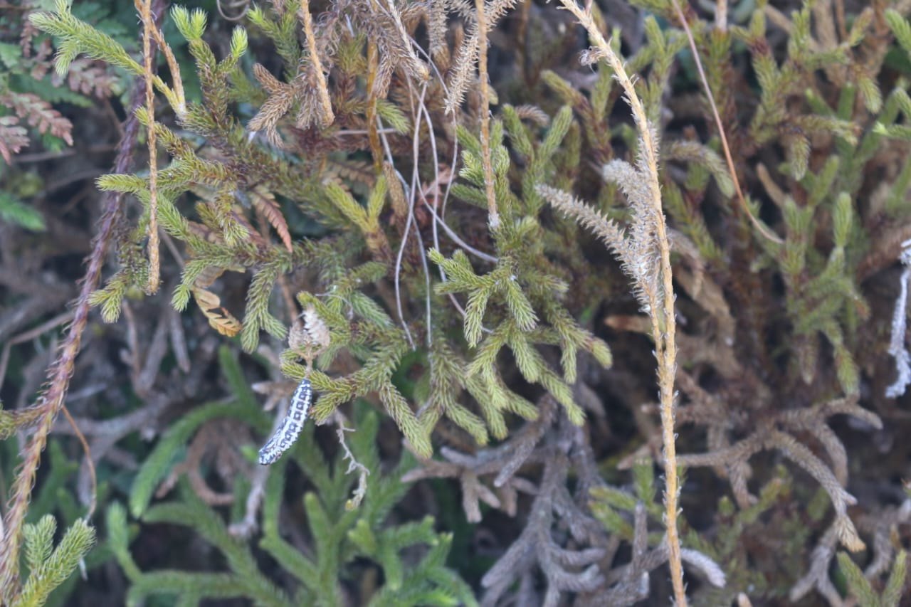 Club moss (Lycopodium) in green growing stage, documented in Solukhumbu